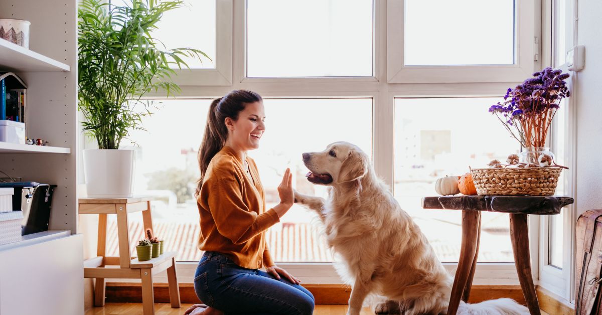 homeowner sitting infront of a window training her dog